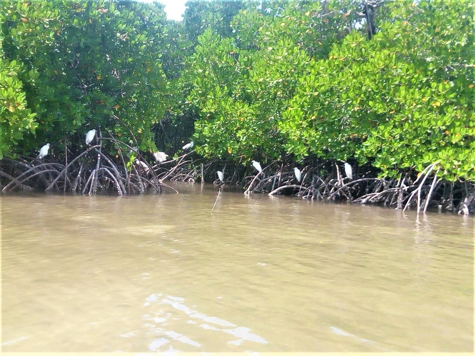 Mida Creek Nature Camp Watamu Exterior photo